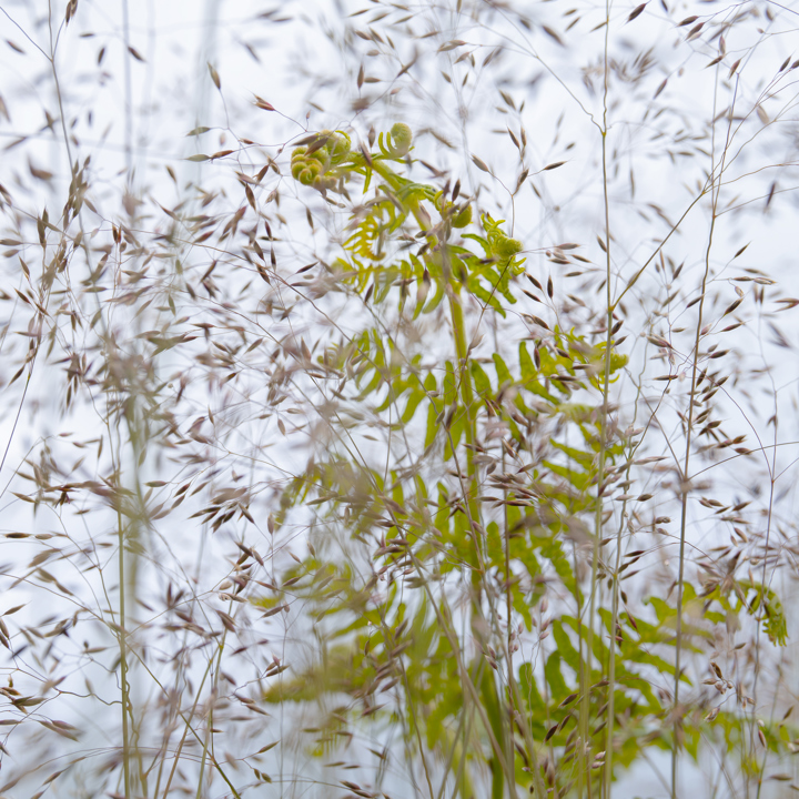a snow covered field. snow outdoor covered plant nature
