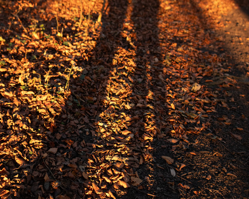 School Run:  a shadow of a person on a path with leaves on the ground