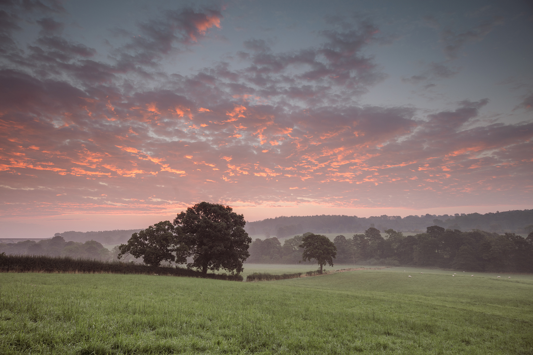 a large green field with trees in the background. outdoor grass sky tree field cloud landscape sunset sunrise nature