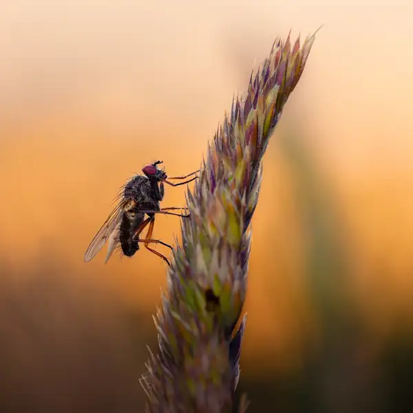 Early morning insects