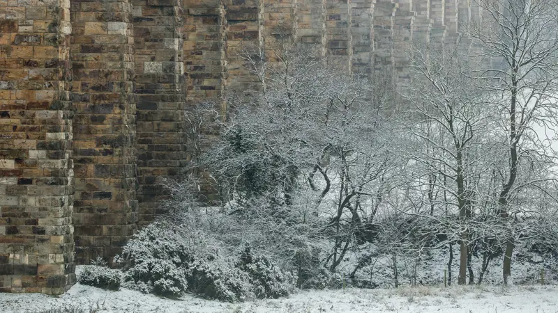 a tree in front of a brick building. outdoor snow winter