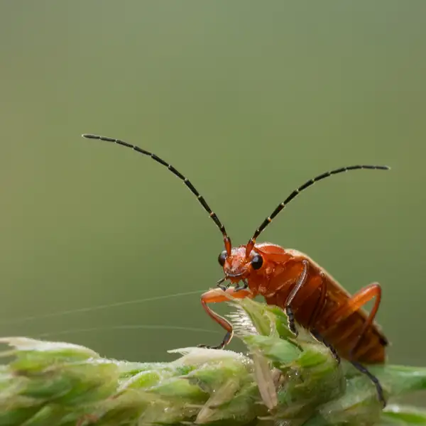 Early morning insects