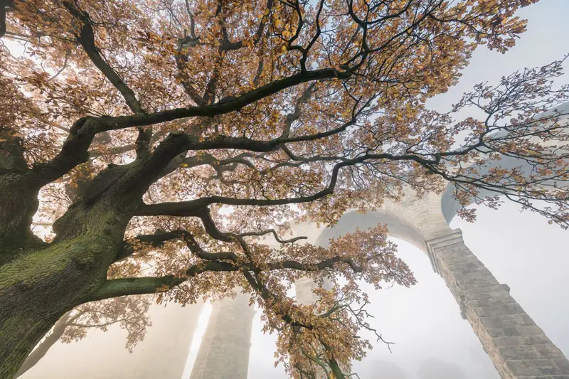 Crimple Valley Viaduct in autumn. a tree next to a body of water. tree outdoor plant sky autumn flower