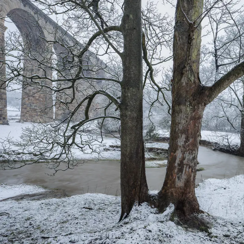 Two trees with the river Crimple and Crimple Viaduct in the background. a tree with snow on the ground. tree outdoor snow winter sky nature landscape