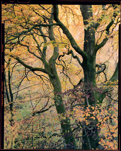 Autum woodland