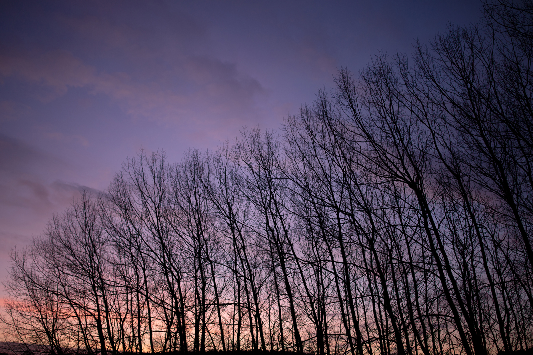a large tree in a forest. tree outdoor sky cloud nature sunset landscape evening plant silhouette day