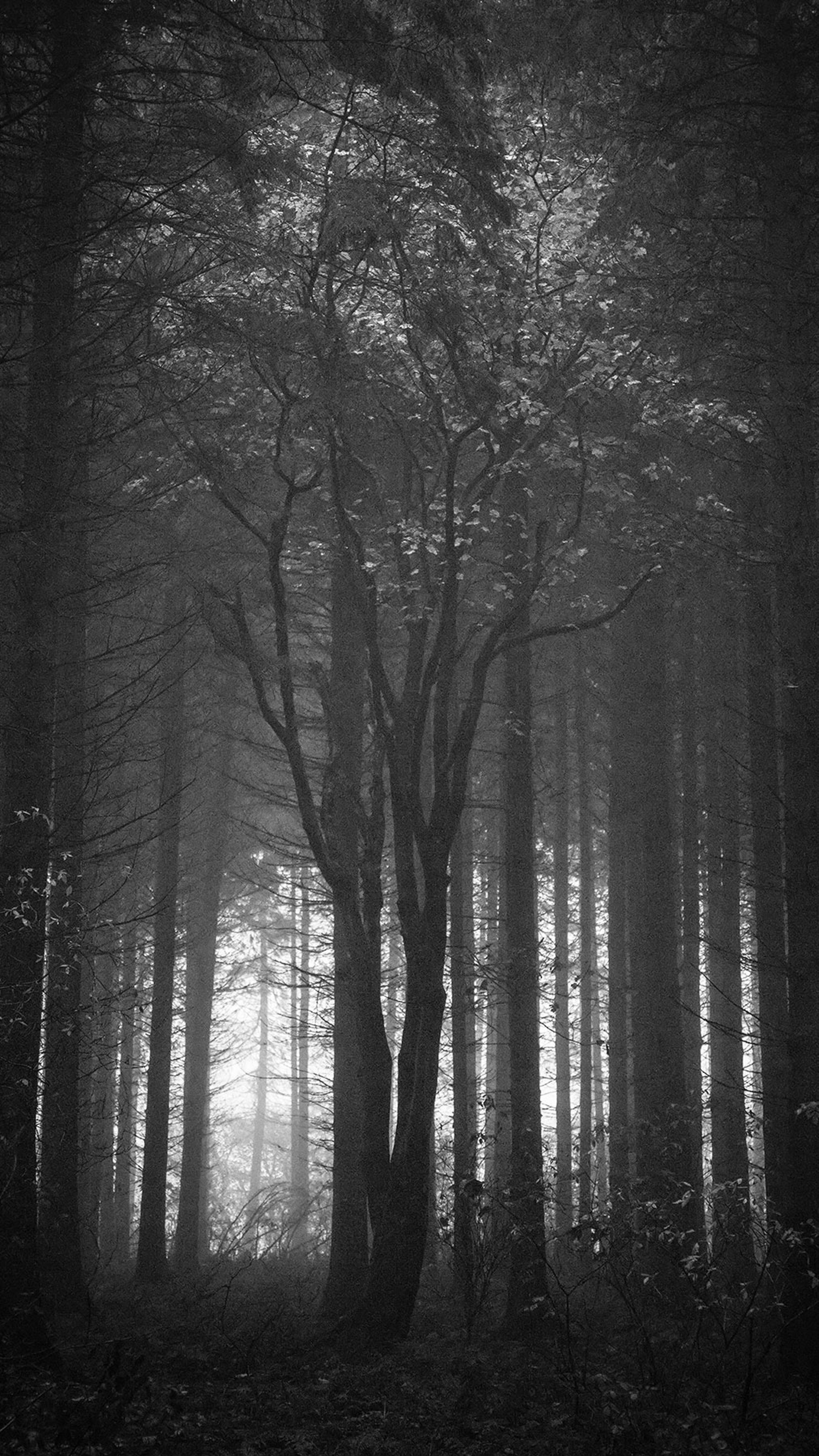 a tree in a forest. tree fog landscape nature park