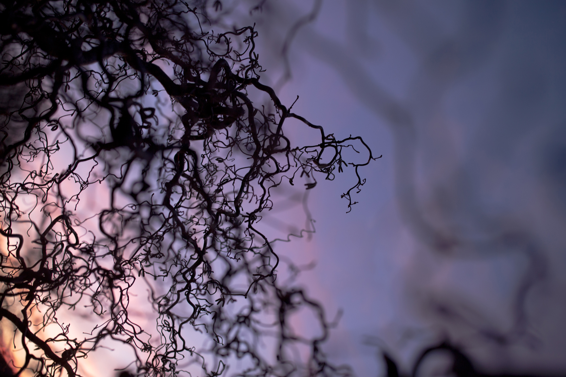 a close up of a tree. plant tree branchlet