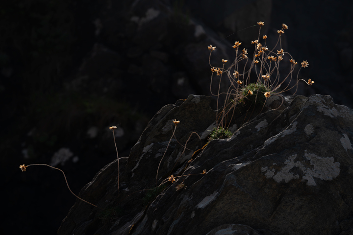fireworks in the sky. nature flower outdoor