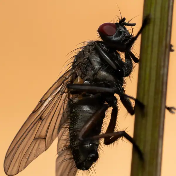 Early morning insects
