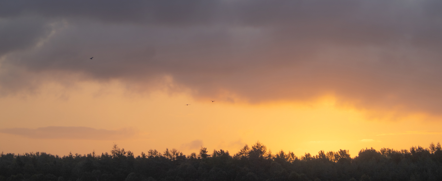 clouds in the sky. outdoor sky tree cloud sunset bird sunrise sun nature setting clouds day