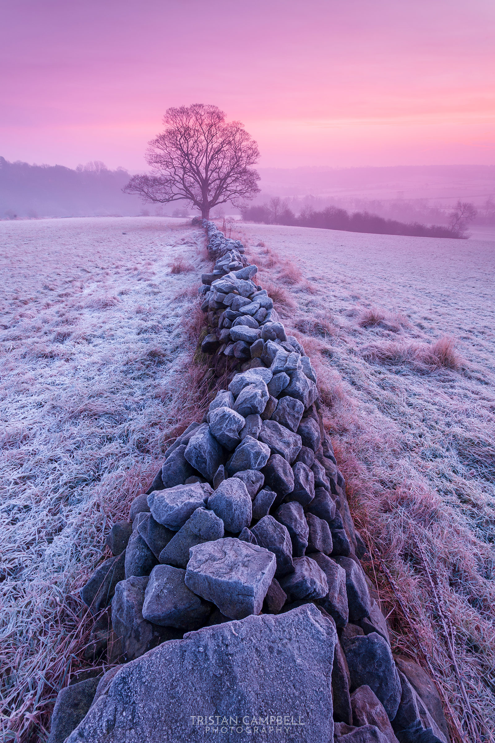 A frost-kissed morning in Crimple Valley, Harrogate, is captured here. A dry stone wall leads to a lone, bare tree against a backdrop of a purple-pink sky, embodying the tranquil beauty of a Yorkshire dawn.