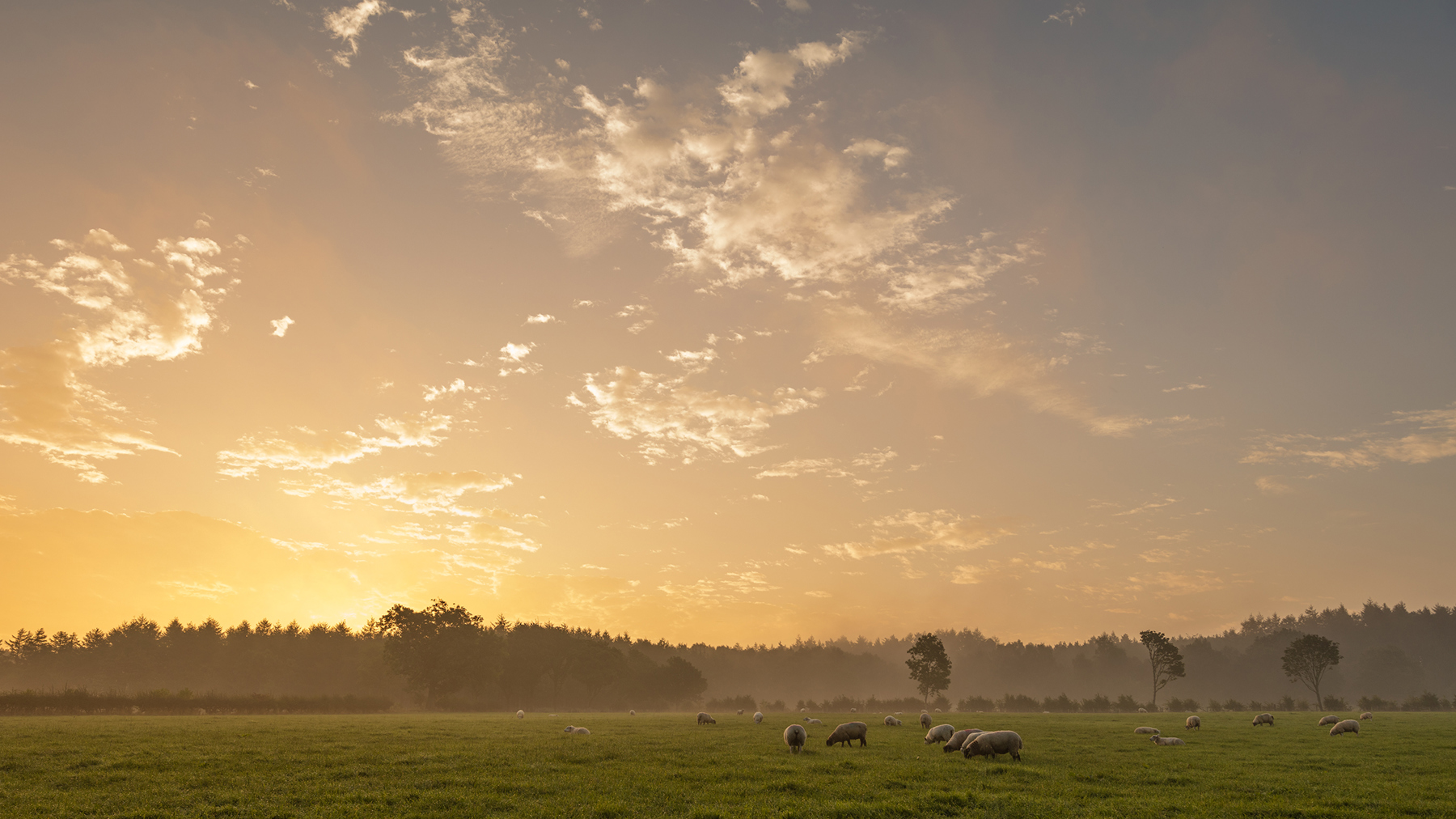 a sunset over a grass field. outdoor grass sky cloud field tree grazing nature sunrise landscape sunset sun