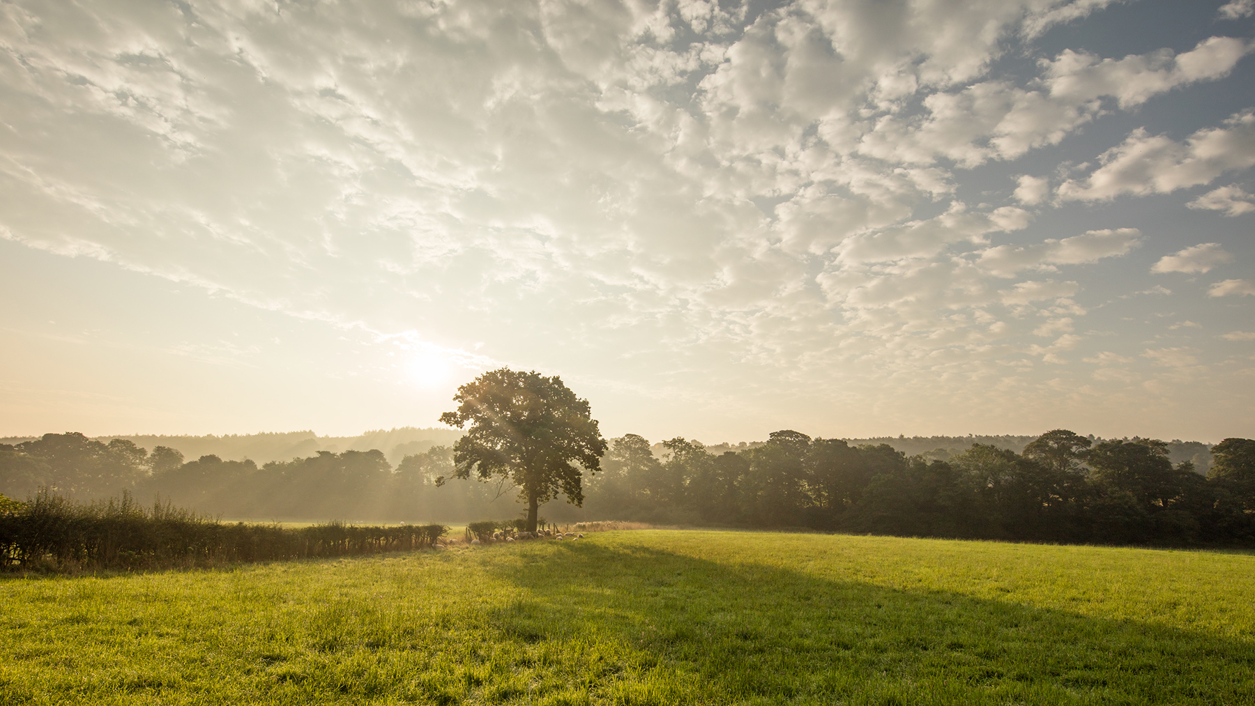 a large green field with trees in the background. grass outdoor sky landscape field cloud nature tree plant fog grassy
