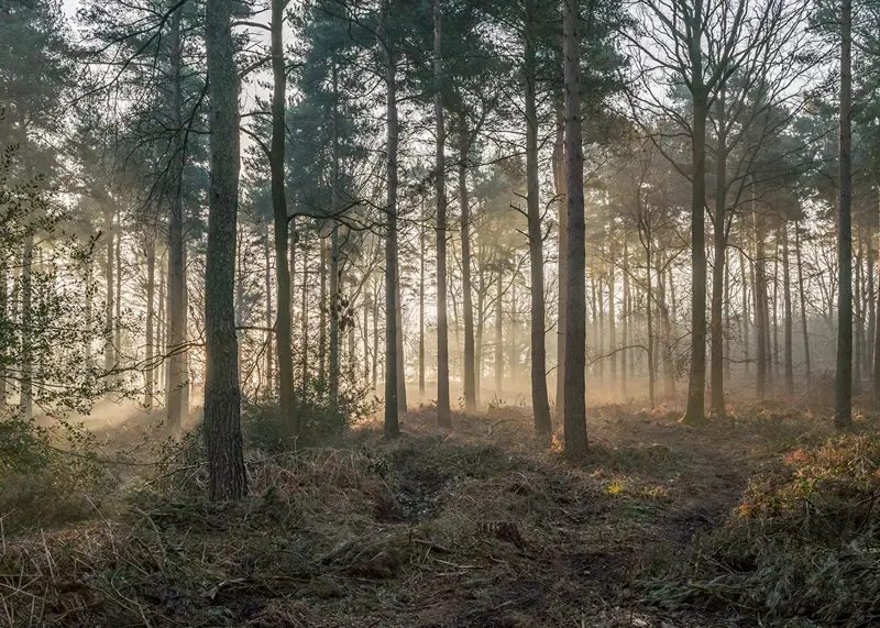 a tree in a forest. tree outdoor fog grass landscape nature plant forest autumn morning mist woodland