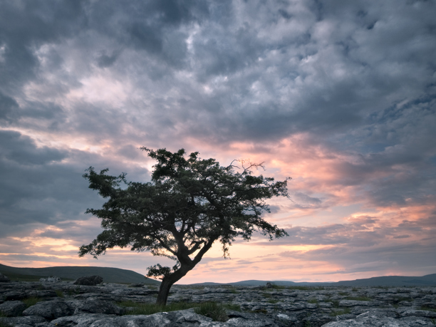 Yorkshire Dales In the Yorkshire Dales, a solitary tree stands defiant amidst limestone pavement. Its twisted branches silhouette against a dramatic backdrop of rosy sunset hues and brooding grey clouds. The rugged terrain conveys a sense of serene endurance.