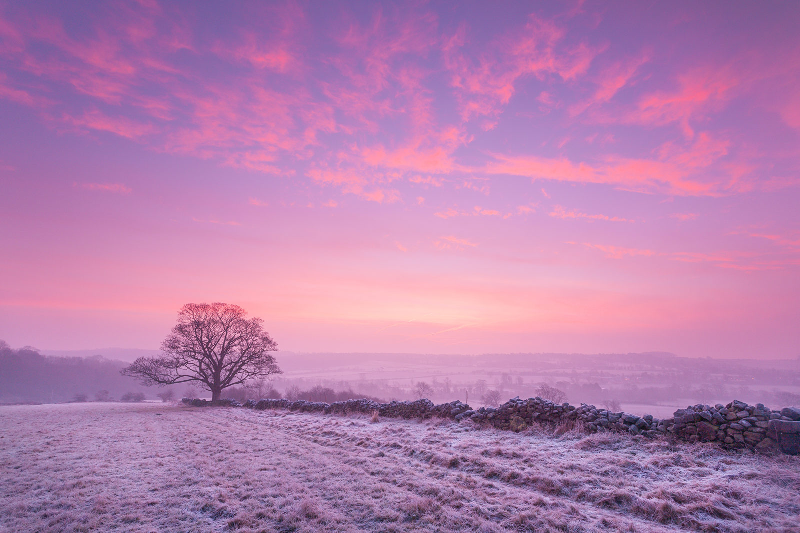 A frosty dawn in Crimple Valley, Harrogate, with a sky of pink and lavender hues. A single tree and a stone wall stand out against the pastel backdrop, capturing the tranquil beauty of a Yorkshire winter morning.