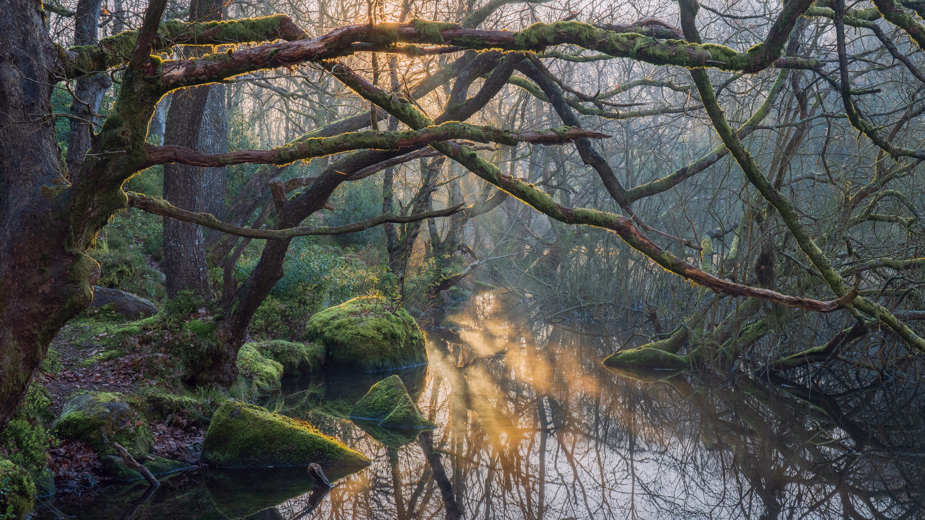 a body of water with trees around it. outdoor landscape water forest natural landscape fog nature woodland nature reserve riparian forest watercourse plant winter river wood tree