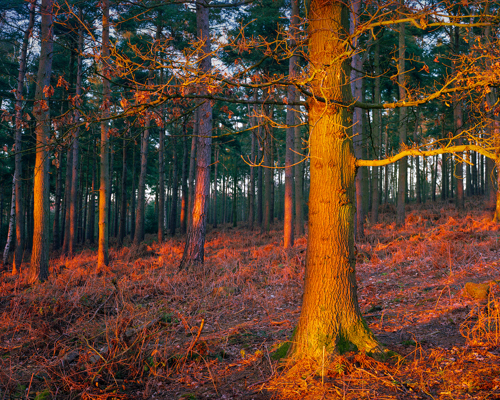 Discover the beauty of Crimple Valley: A forest in Crimple Valley, Harrogate, is bathed in the warm glow of sunset. Tall pine trees stand in the background, while the orange light catches on the textured bark of a foreground tree and the forest floor's bracken. a forest with yellow leaves