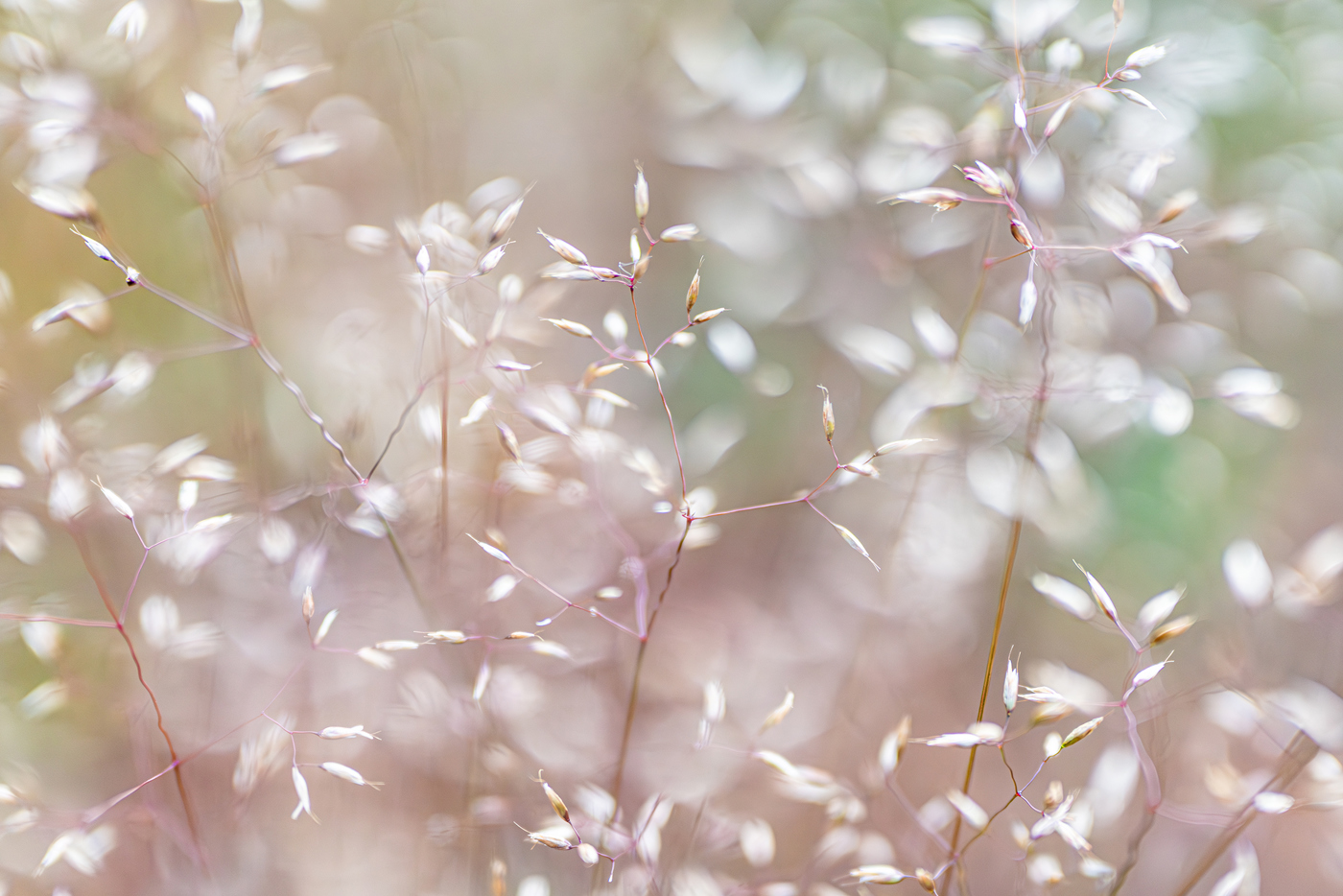 A soft-focused image of delicate grasses in North Yorkshire, with sunlight filtering through. Tiny leaves dance on slender stems, creating a dreamy ambiance of blush and warm white tones that seem to shimmer gently in the light. close up of a plant