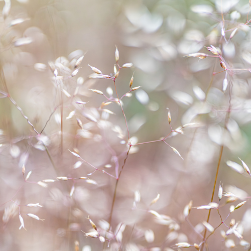 29th June 2023: A soft-focused image of delicate grasses in North Yorkshire, with sunlight filtering through. Tiny leaves dance on slender stems, creating a dreamy ambiance of blush and warm white tones that seem to shimmer gently in the light.