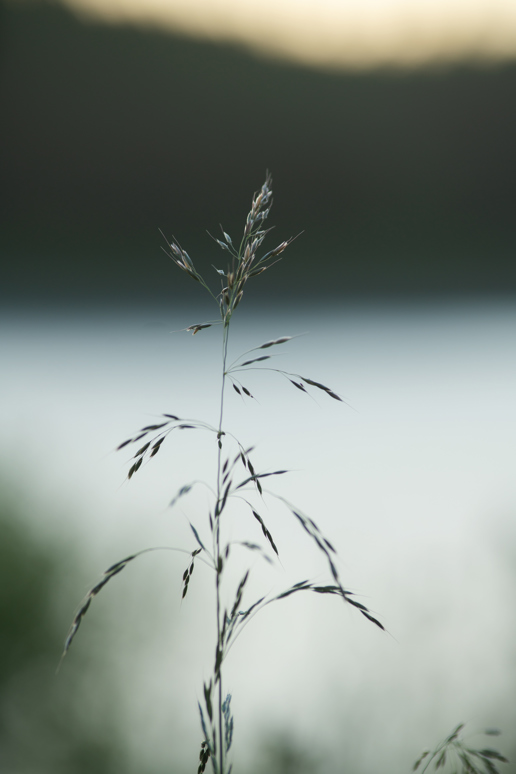 In the foreground, a lone grass stem stands in focus against a soft, blurred backdrop. The stem, highlighted from behind, carries slender leaves and delicate seed heads. The background hints at a tranquil North Yorkshire lake and the faint outline of hills during twilight. a bird flying in the sky