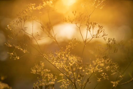 Delicate wildflowers backlit by the golden hues of a setting sun in North Yorkshire. The warm light bathes the scene, casting a dreamy glow and highlighting the intricate details of the plants' fragile stems and tiny blossoms. a tree with a sunset in the background