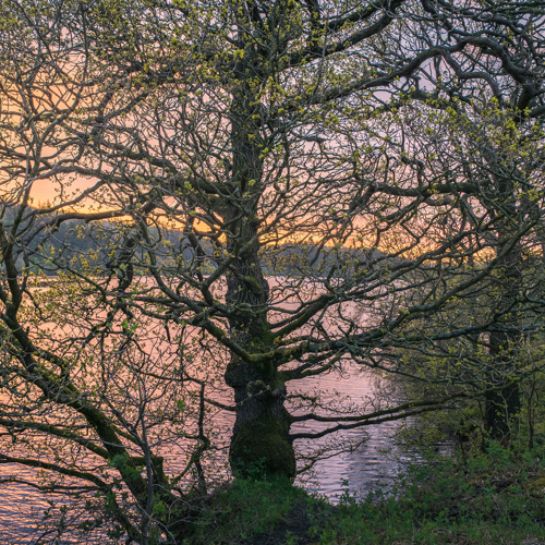 Golden Spring Dawn: In North Yorkshire, a mature tree with intricate branches is silhouetted against a soft sunrise. Amber light filters through, reflecting off a tranquil reservoir behind. 