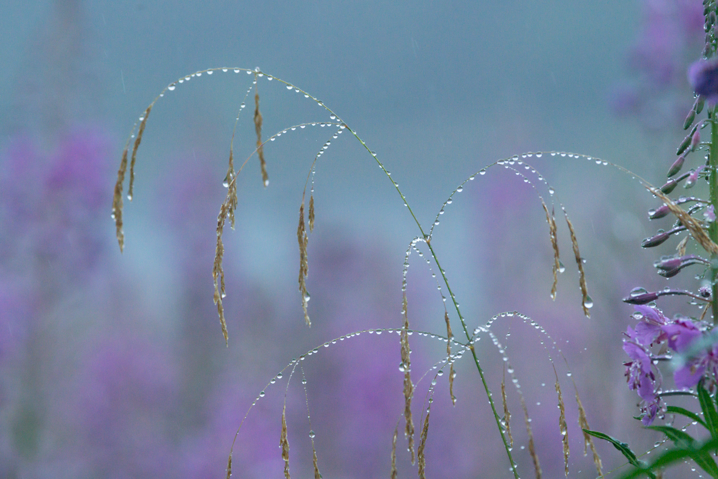 Delicate grasses bejewelled with raindrops. Amidst a soft-focus backdrop of gentle purple wildflowers, the slender grass blades arc gracefully, each tiny droplet glistening like a string of pearls in the muted light. The overall impression is one of tranquil beauty, as if nature has adorned itself with a sprinkling of liquid diamonds. a kite flying in the sky
