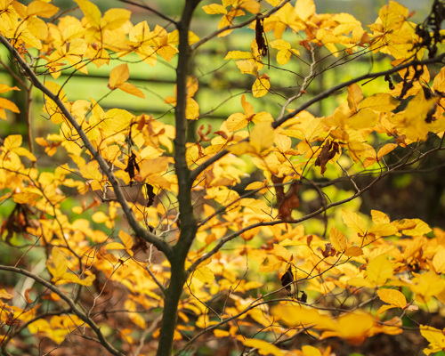 School Run:  yellow leaves on a tree