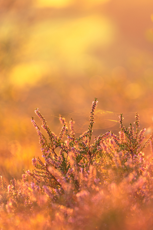 An evocative North Yorkshire scene at sunrise with delicate heather in bloom. Dew-laden spiderwebs gently drape between the purple-tipped branches, glistening under a warm golden light that diffuses softly through the misty morning air. a close up of a plant