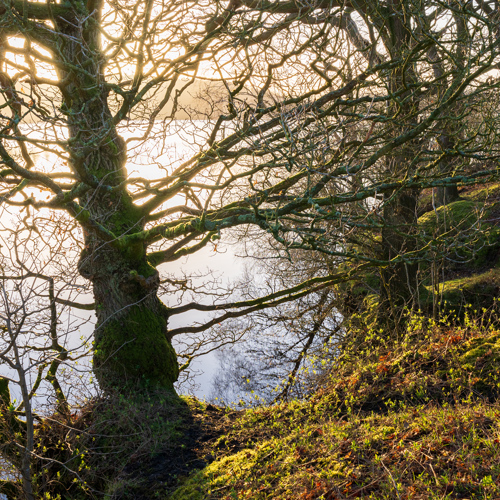 First signs of Spring: The image depicts a serene North Yorkshire landscape with a moss-covered tree in the foreground. Its twisted branches are backlit by the soft glow of the sun, creating a warm, dappled light effect. A gentle slope with grass and spring foliage leads down to a tranquil body of water, suggesting the quiet beauty of an English countryside morning.