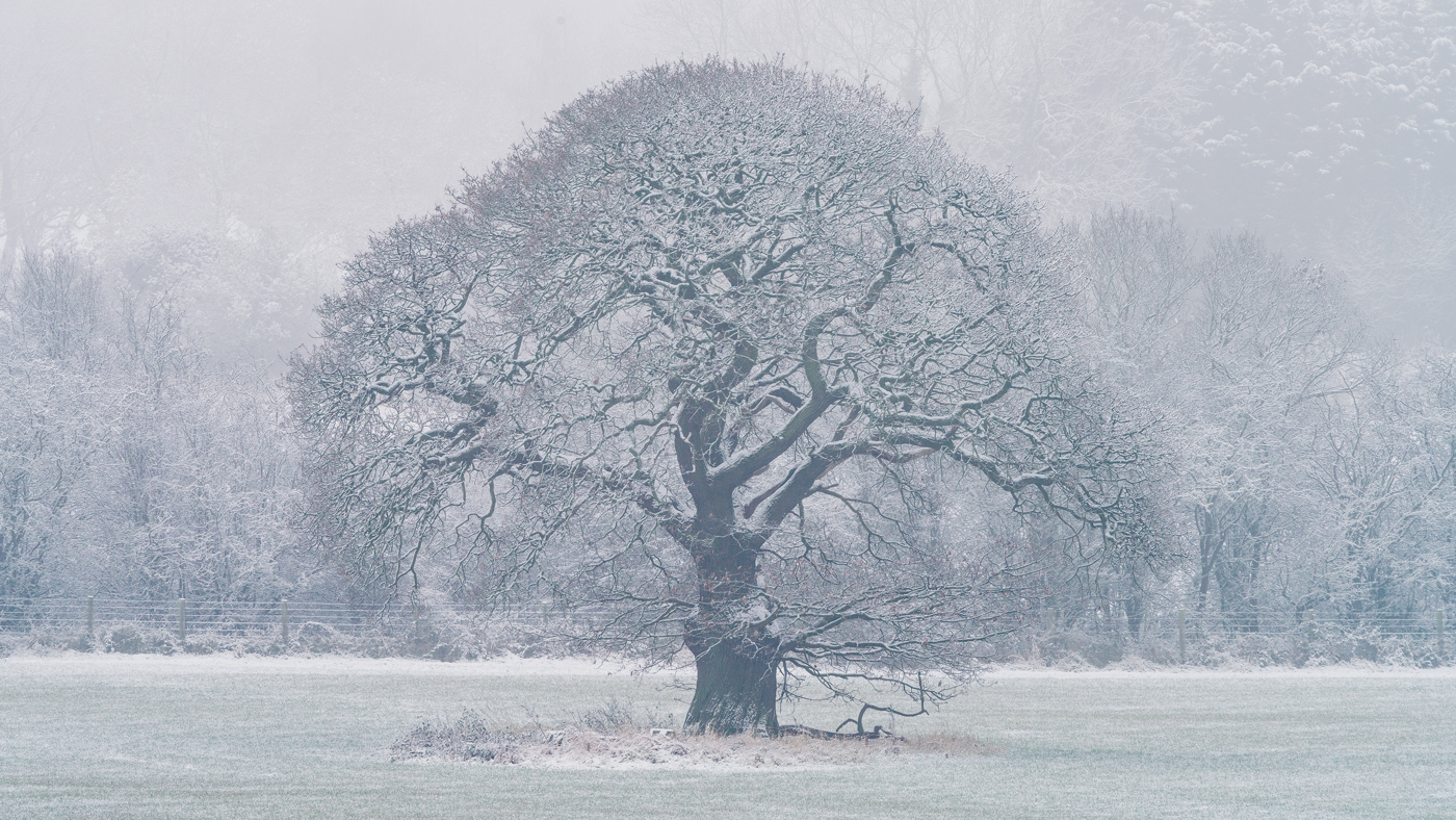 A majestic bare oak tree, branches dusted with snow, stands sentinel in a frosty North Yorkshire meadow. The surrounding scenery is veiled in a soft, hazy white, enhancing the tree's intricate silhouette. a tree in a snowy field