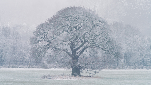 A majestic bare oak tree, branches dusted with snow, stands sentinel in a frosty North Yorkshire meadow. The surrounding scenery is veiled in a soft, hazy white, enhancing the tree's intricate silhouette. a tree in a snowy field