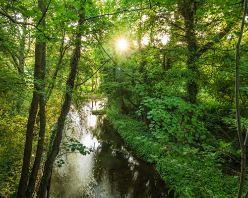 Discover the beauty of Crimple Valley: In Harrogate's Crimple Valley, sunlight pierces through lush green foliage, casting dappled reflections on a tranquil Crimple Beck. The vibrant greenery envelops the water, creating a serene woodland scene. a waterfall in a forest