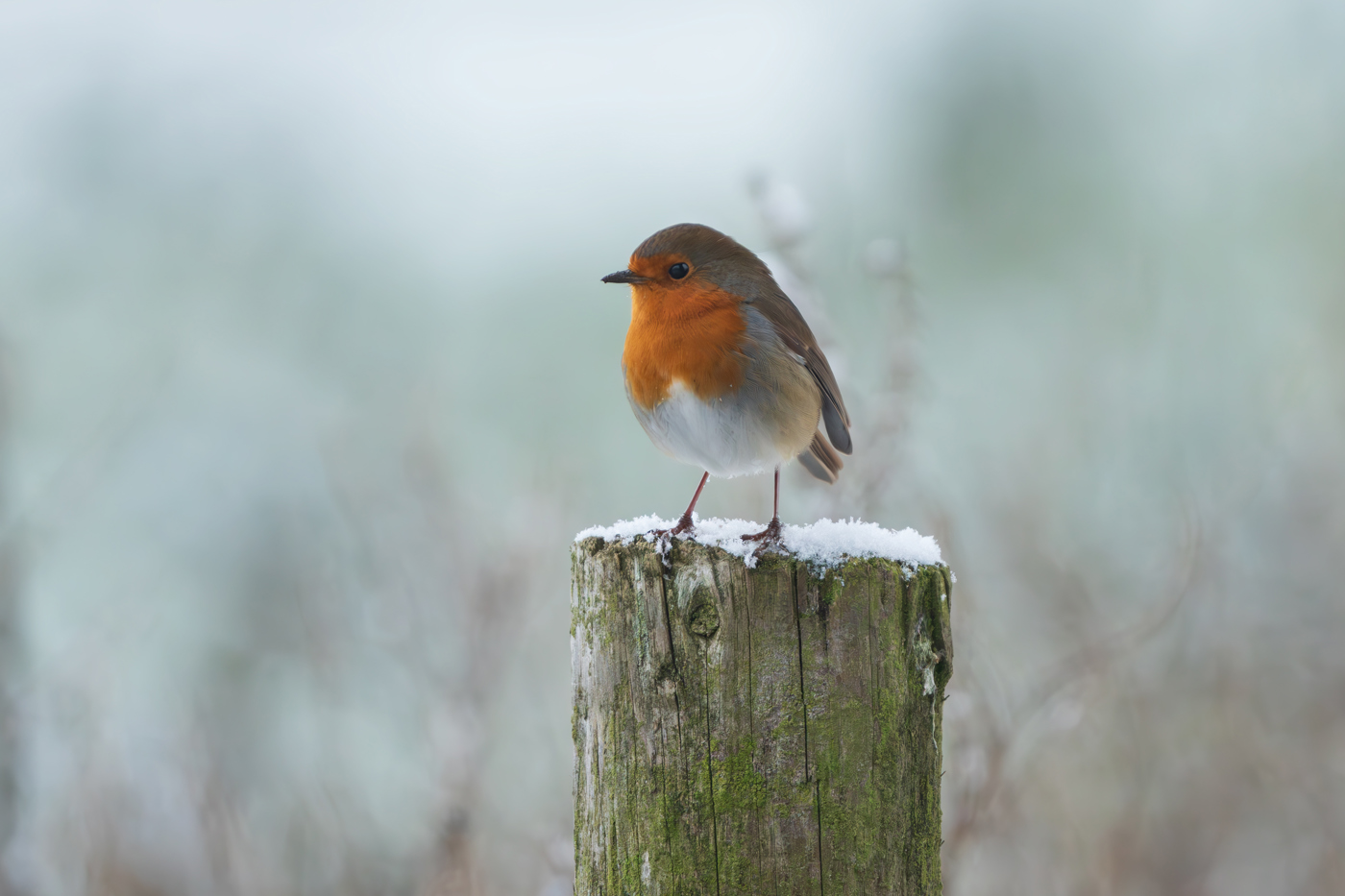 A plump European robin stands on a snow-dusted fence post, its bright orange breast contrasting with the muted winter backdrop of a North Yorkshire landscape. a bird on a post