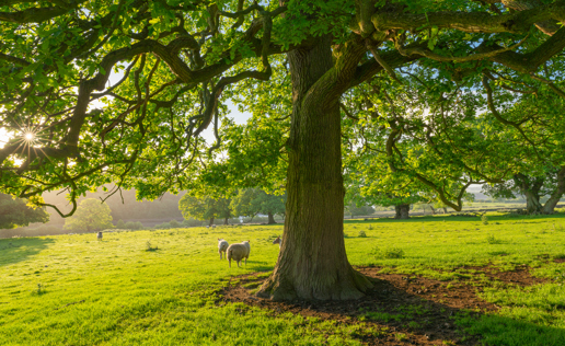 The image displays a serene North Yorkshire meadow at dawn. A stately tree with lush foliage stands prominently, its branches creating a canopy. The warm sunlight filters through, casting dappled shadows on the grass. Beneath, a sheep grazes peacefully, epitomising rural tranquillity. a tree in the middle of a lush green field