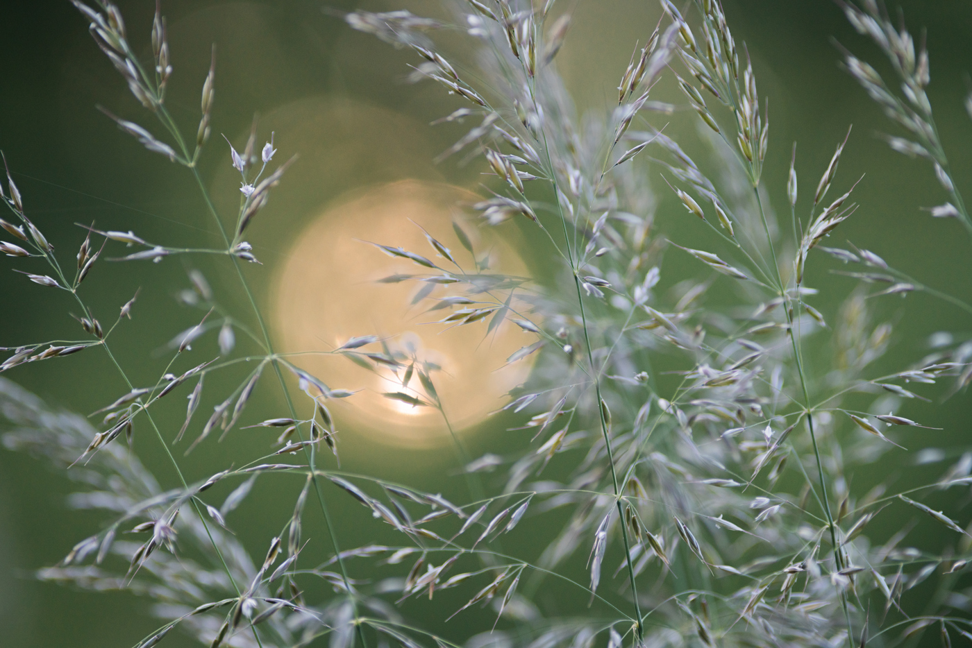 The image features delicate grass stems against a soft-focus background. A warm, glowing light, suggestive of a setting sun, peeks through the slender blades, casting subtle light and shadows. The scene evokes the gentle beauty of a North Yorkshire evening. a close up of a plant