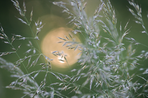 The image features delicate grass stems against a soft-focus background. A warm, glowing light, suggestive of a setting sun, peeks through the slender blades, casting subtle light and shadows. The scene evokes the gentle beauty of a North Yorkshire evening. a close up of a plant