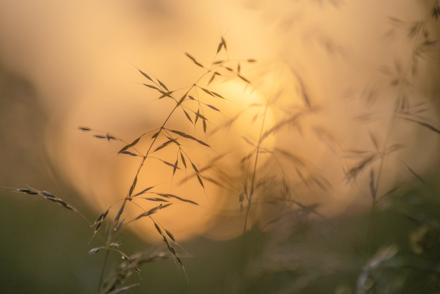 Delicate grass stems and seed heads silhouetted against a soft-focus golden sunset, evoking a serene North Yorkshire evening. The warm light bathes the scene in an amber hue, highlighting the fine details of the grass. a bird flying in the sky