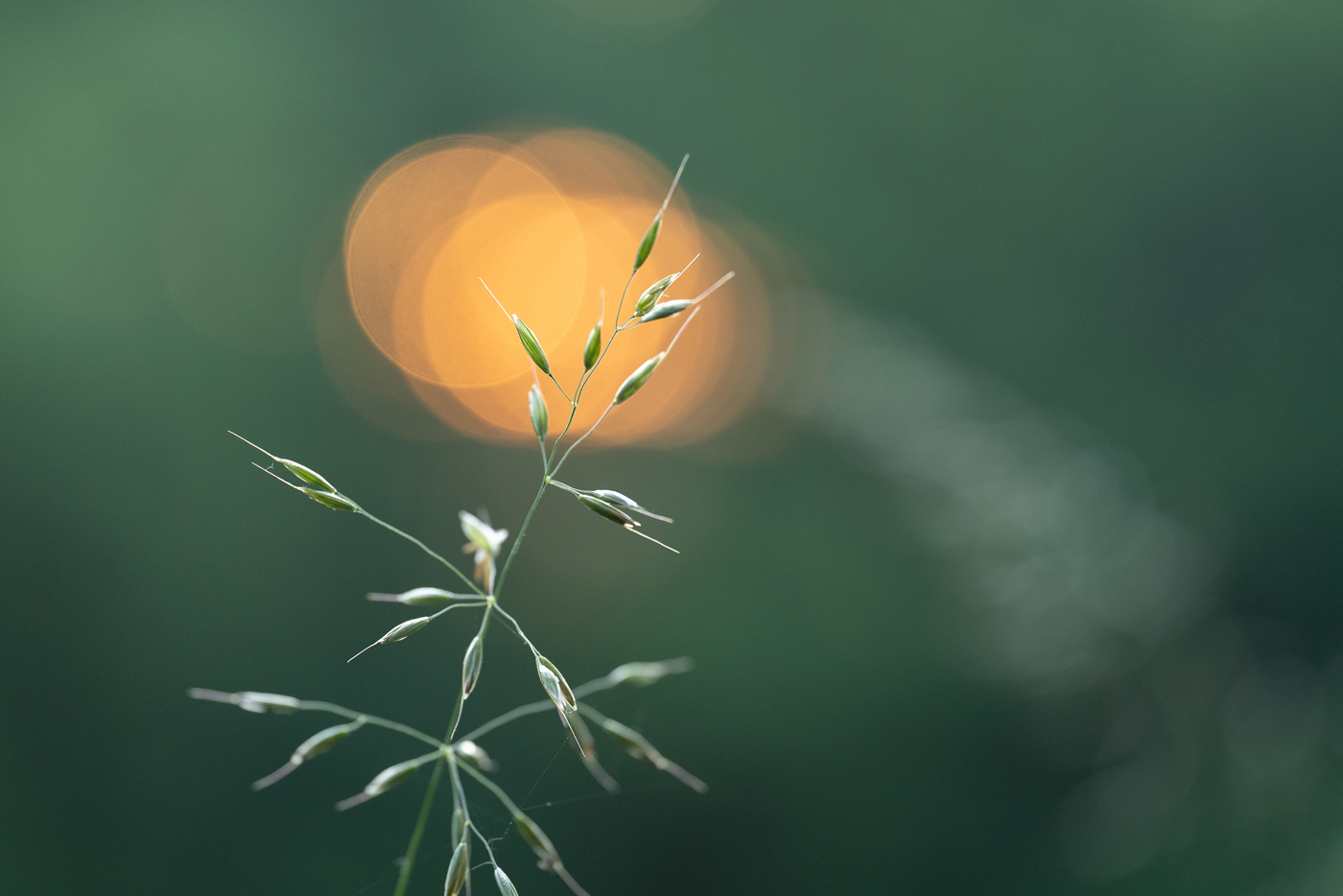 This is a serene close-up image of a slender plant in soft focus against a backdrop of gentle green hues. A warm, glowing orb from a rising sun, creates a bokeh effect, casting a magical atmosphere over the North Yorkshire setting.