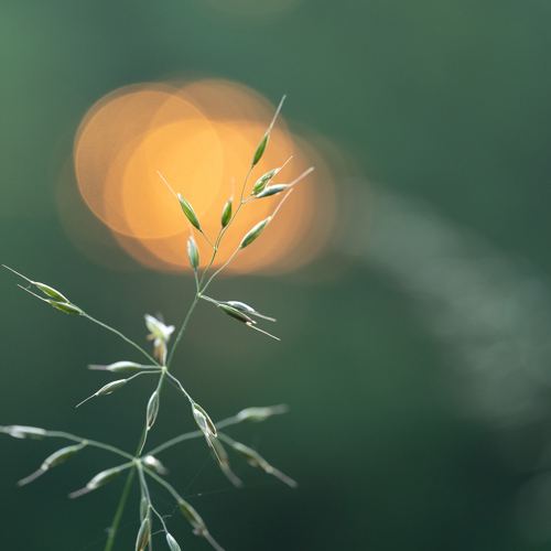 24th June 2023: This is a serene close-up image of a slender plant in soft focus against a backdrop of gentle green hues. A warm, glowing orb from a rising sun, creates a bokeh effect, casting a magical atmosphere over the North Yorkshire setting.