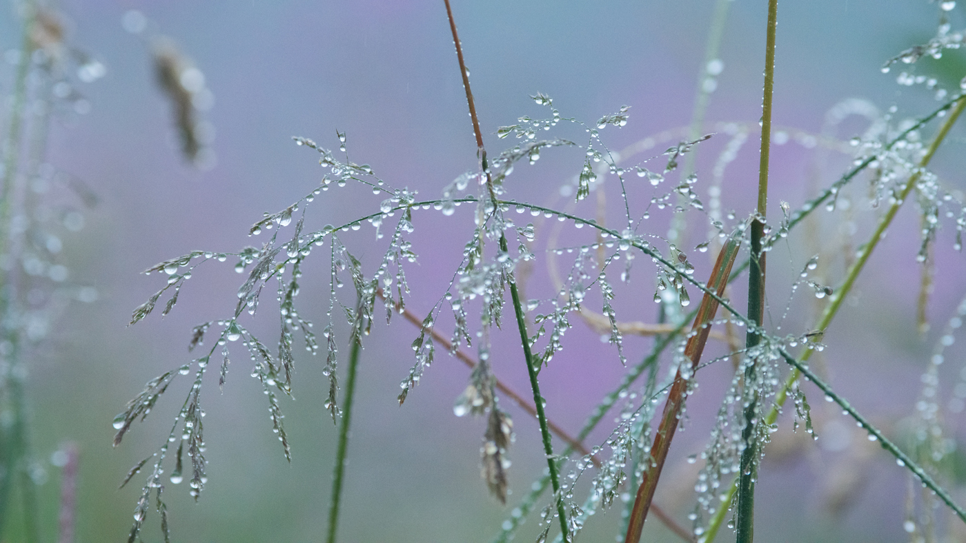 Slender grass stems adorned with droplets of water, possibly from morning dew, against a soft-focus heather background creating a hazy purple ambiance typical of a North Yorkshire moorland. a close up of a flower