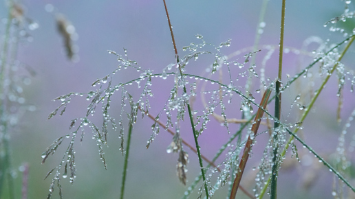 Slender grass stems adorned with droplets of water, possibly from morning dew, against a soft-focus heather background creating a hazy purple ambiance typical of a North Yorkshire moorland. a close up of a flower