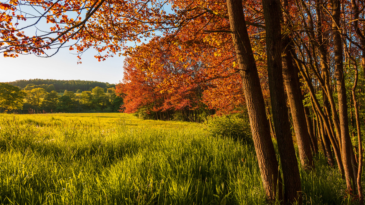  A lush Crimple Valley scene: verdant grass bathes in sunlight with a row of trees whose leaves glow red. This contrast of spring green and young red leaves creates a striking tapestry in Harrogate's countryside. a grassy field with trees in the background