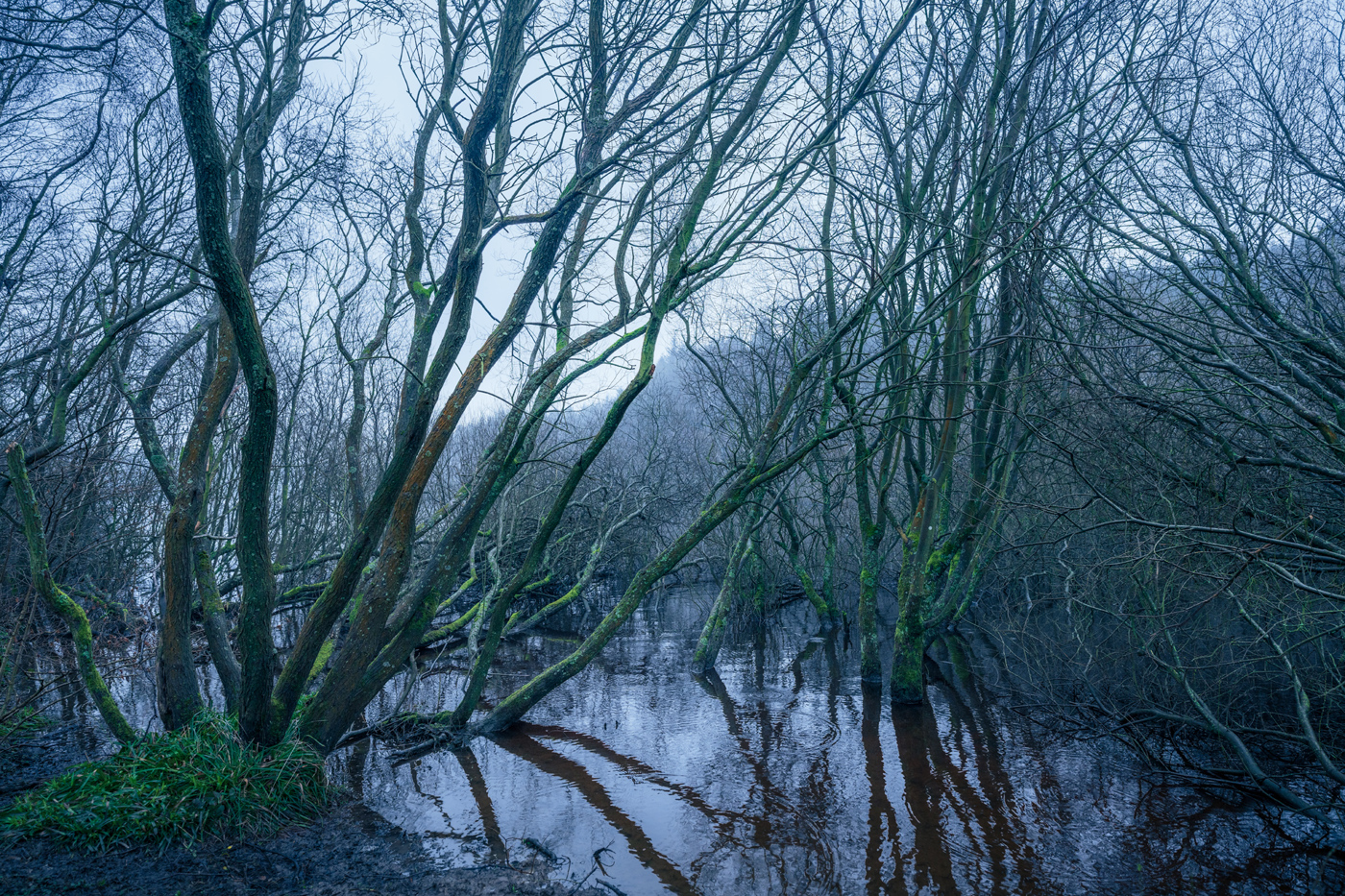 A tranquil woodland scene in North Yorkshire. It's winter, and leafless trees with gnarled, moss-covered branches arch over a serene, reflective reservoir. Their silhouettes intertwine, mirroring in the still water amidst a soft, diffuse light.
