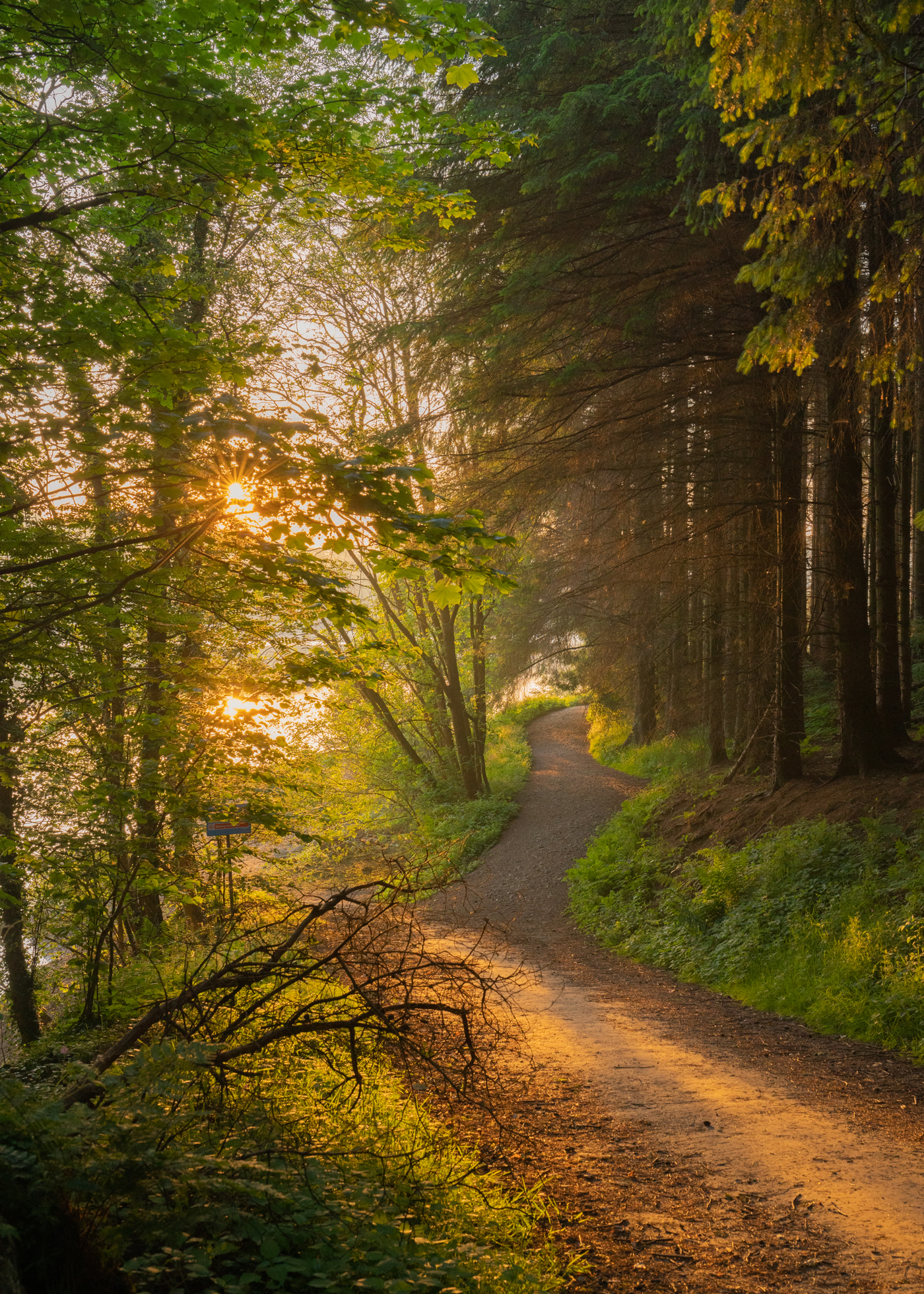 An enchanting woodland path in North Yorkshire, dappled with soft, golden sunlight filtering through a mix of green-leaved and evergreen trees. The serene trail, sprinkled with early morning haze, invites a tranquil walk amid nature's embrace. a dirt path next to a tree