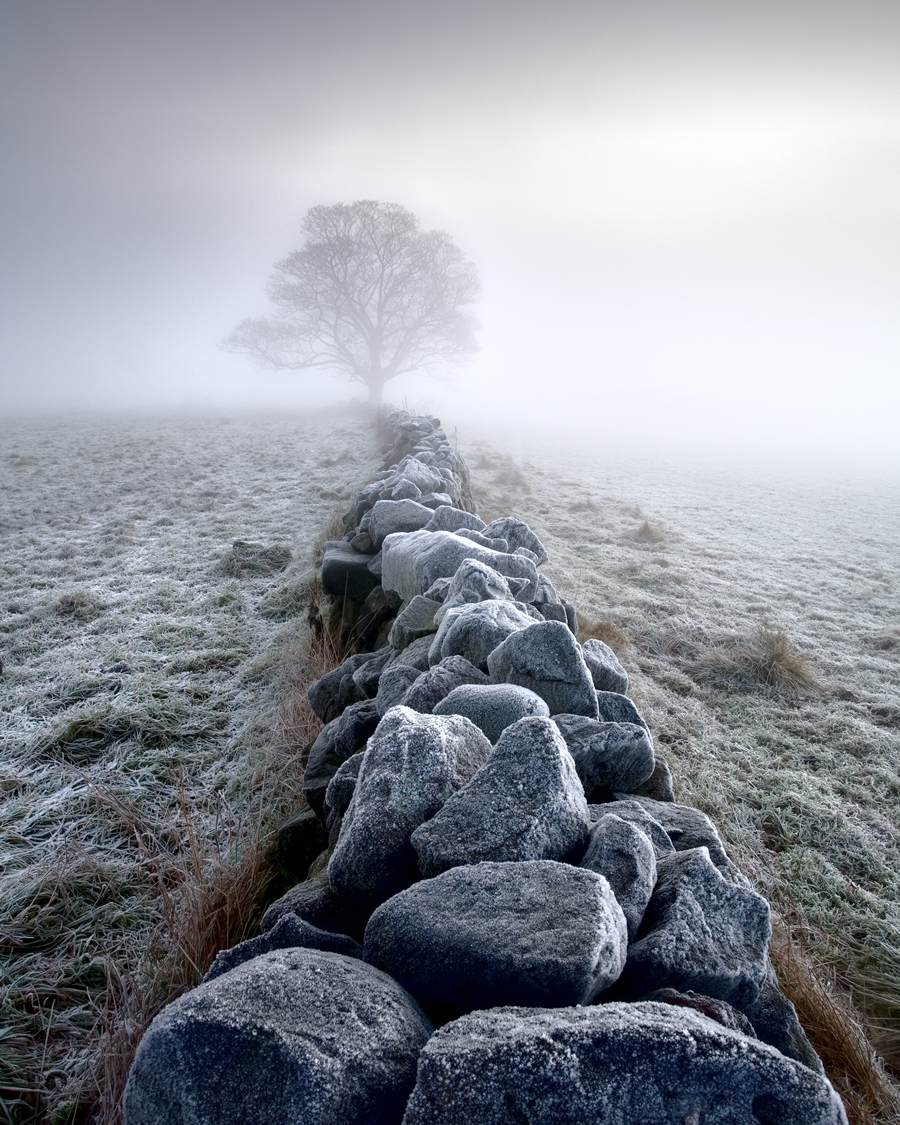 A frosty morning in Crimple Valley, Harrogate: a traditional dry stone wall, edged with frost, leads the eye towards a solitary tree. The scene is shrouded in mist, with the soft light of dawn creating a mystical atmosphere. a tree on a rocky hill