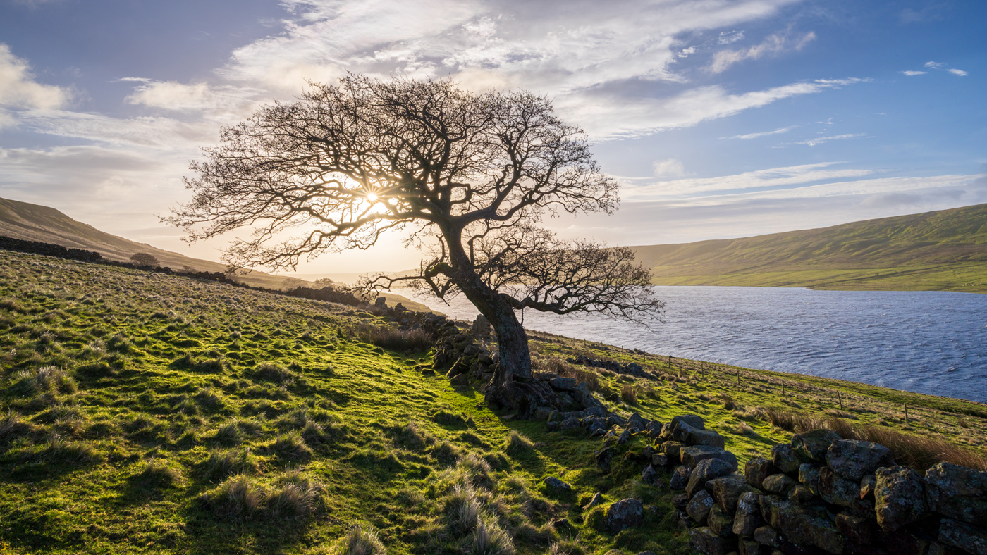 A serene North Yorkshire landscape with a lone, leafless tree silhouetted against a sunlit, cloud-dappled sky. Sunbeams filter through branches, casting dappled shadows on vibrant green grass. A tranquil reservoir lies beyond, nestled between gently rolling hills. A rustic stone wall trails the scene's edge.