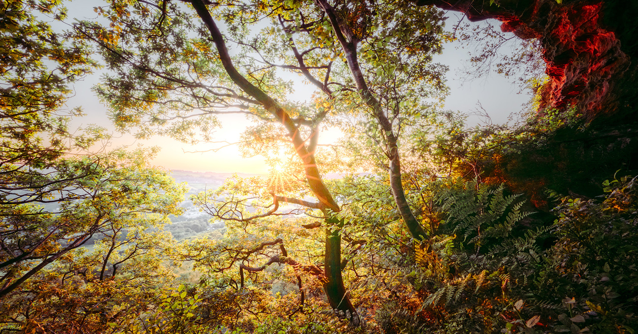 Ancient Woodland